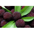 2021 Wholesale Good Quality Chinese Yang Mei Red Waxberry Sweet Red Bayberry